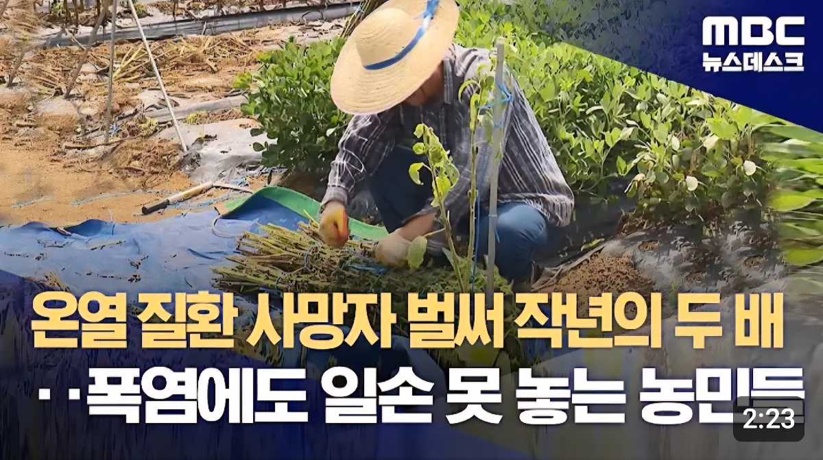 온열 질환 사망자 벌써 작년의 두 배, 폭염에도 일손 못 놓는 농민들